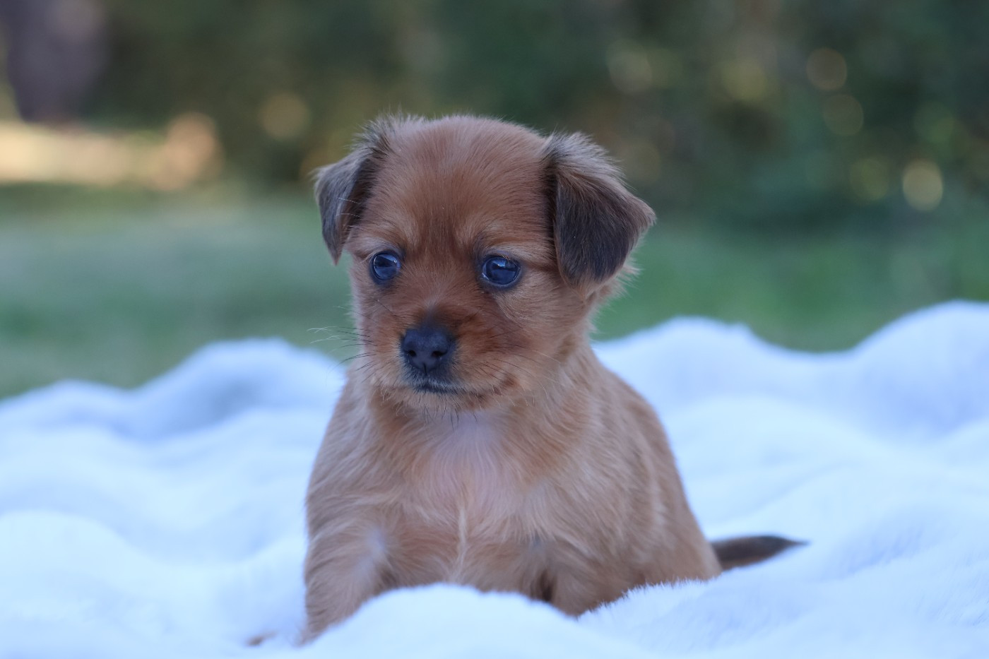 De la Nouknoukerie - Chiots disponibles - Russkiy Toy (Petit Chien Russe)