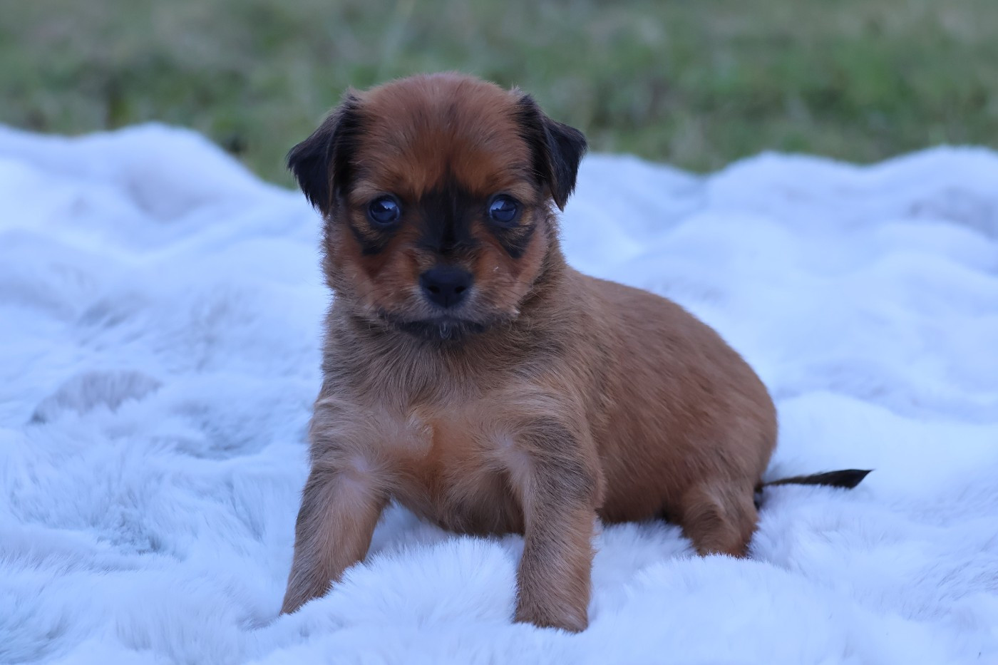De la Nouknoukerie - Chiots disponibles - Russkiy Toy (Petit Chien Russe)