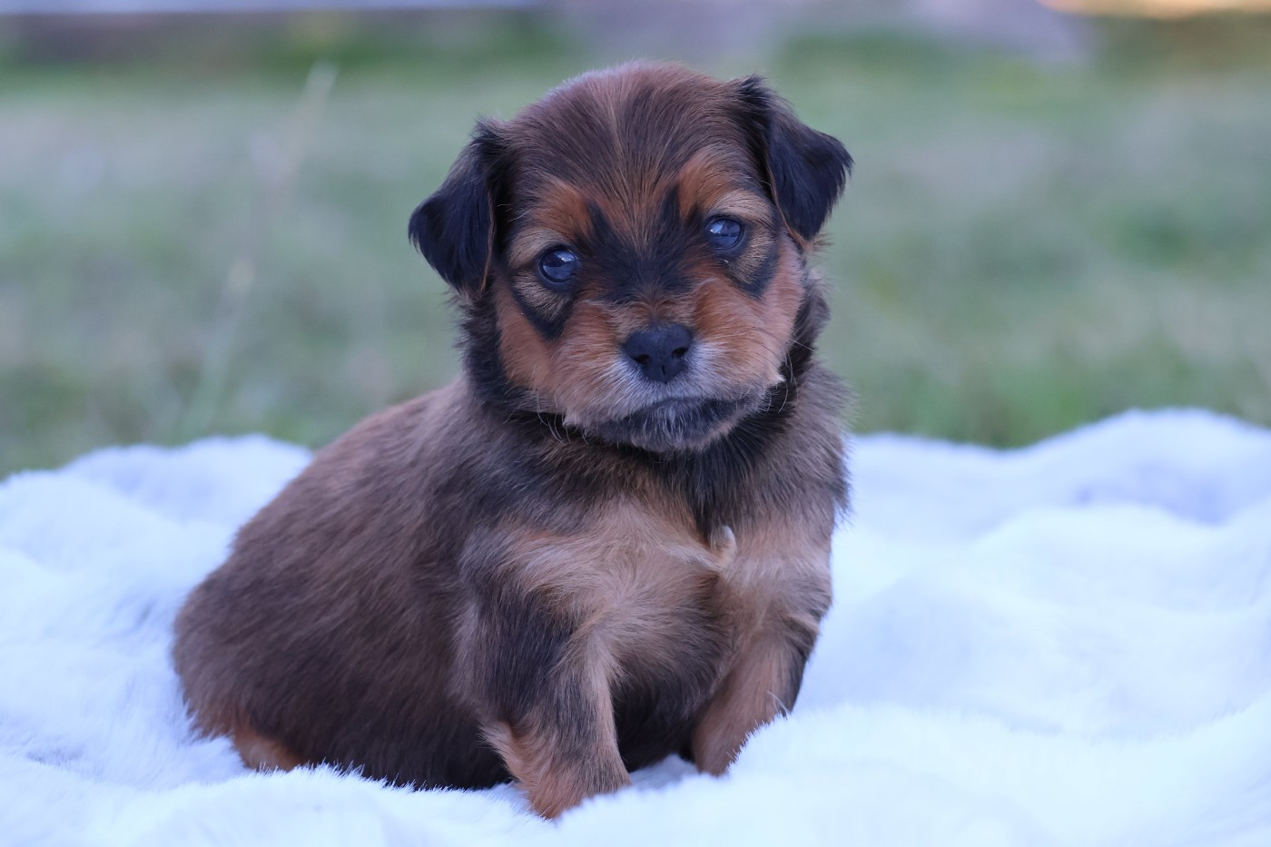 De la Nouknoukerie - Chiots disponibles - Russkiy Toy (Petit Chien Russe)