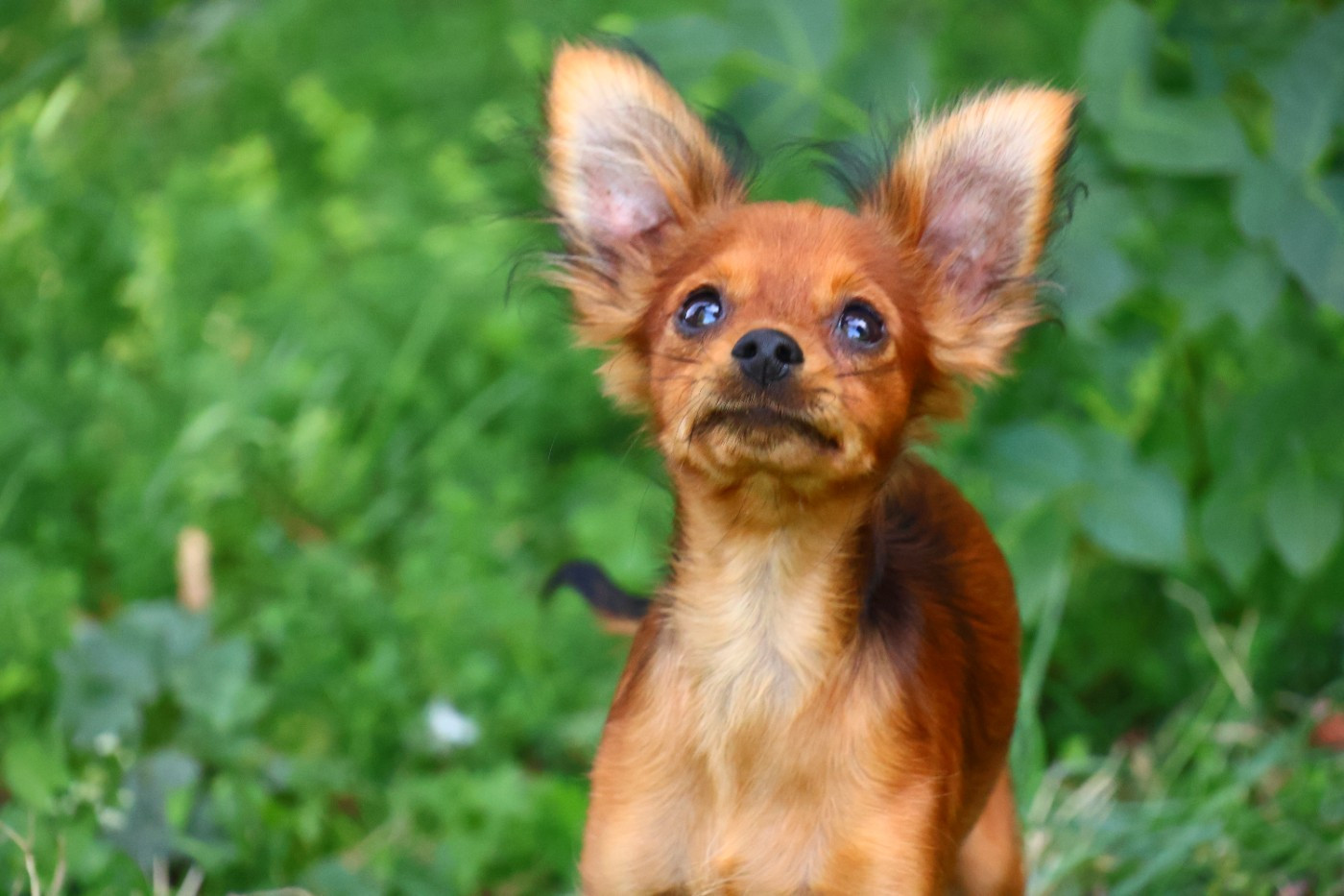 De la Nouknoukerie - Chiots disponibles - Russkiy Toy (Petit Chien Russe)