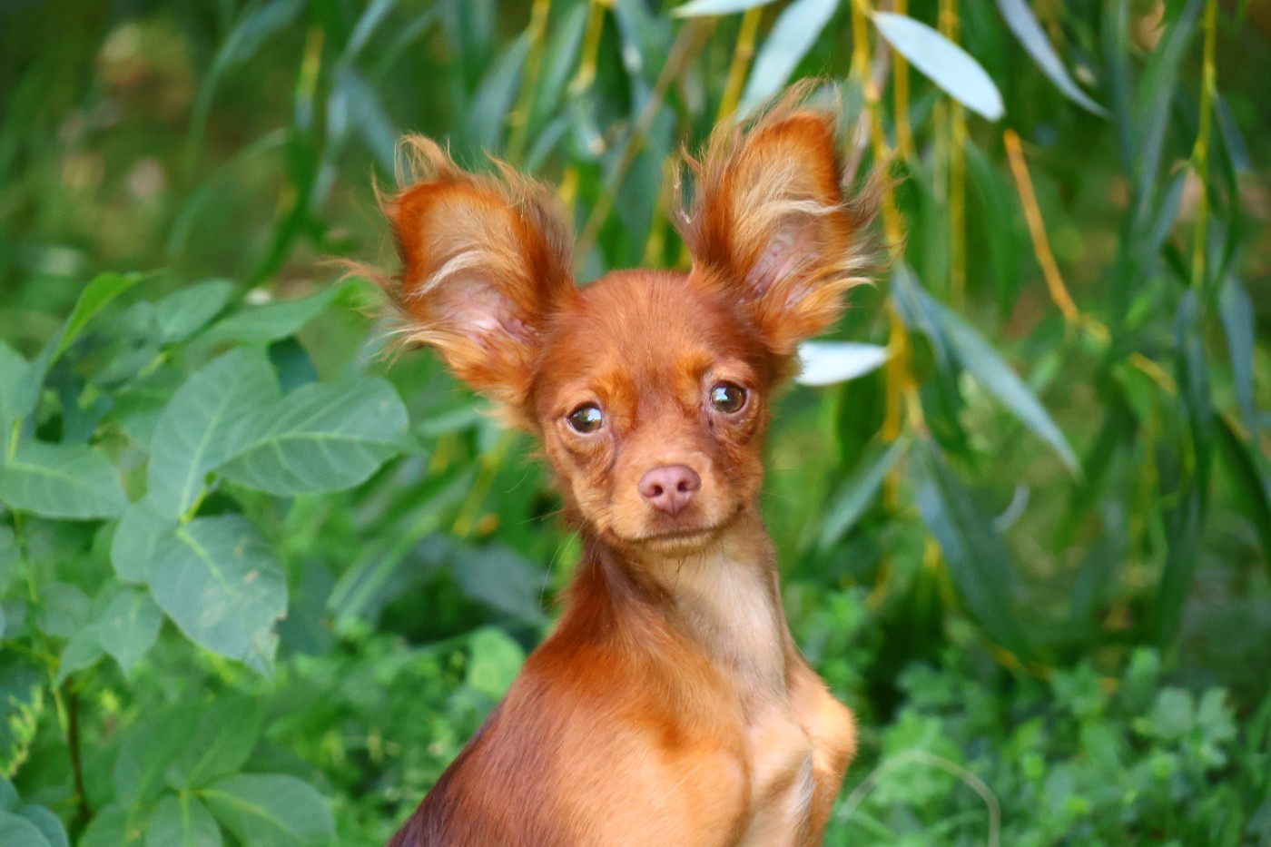 De la Nouknoukerie - Chiots disponibles - Russkiy Toy (Petit Chien Russe)