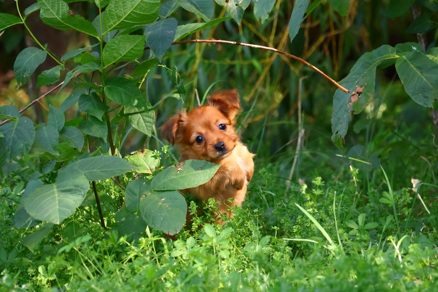 De la Nouknoukerie - Chiots disponibles - Russkiy Toy (Petit Chien Russe)
