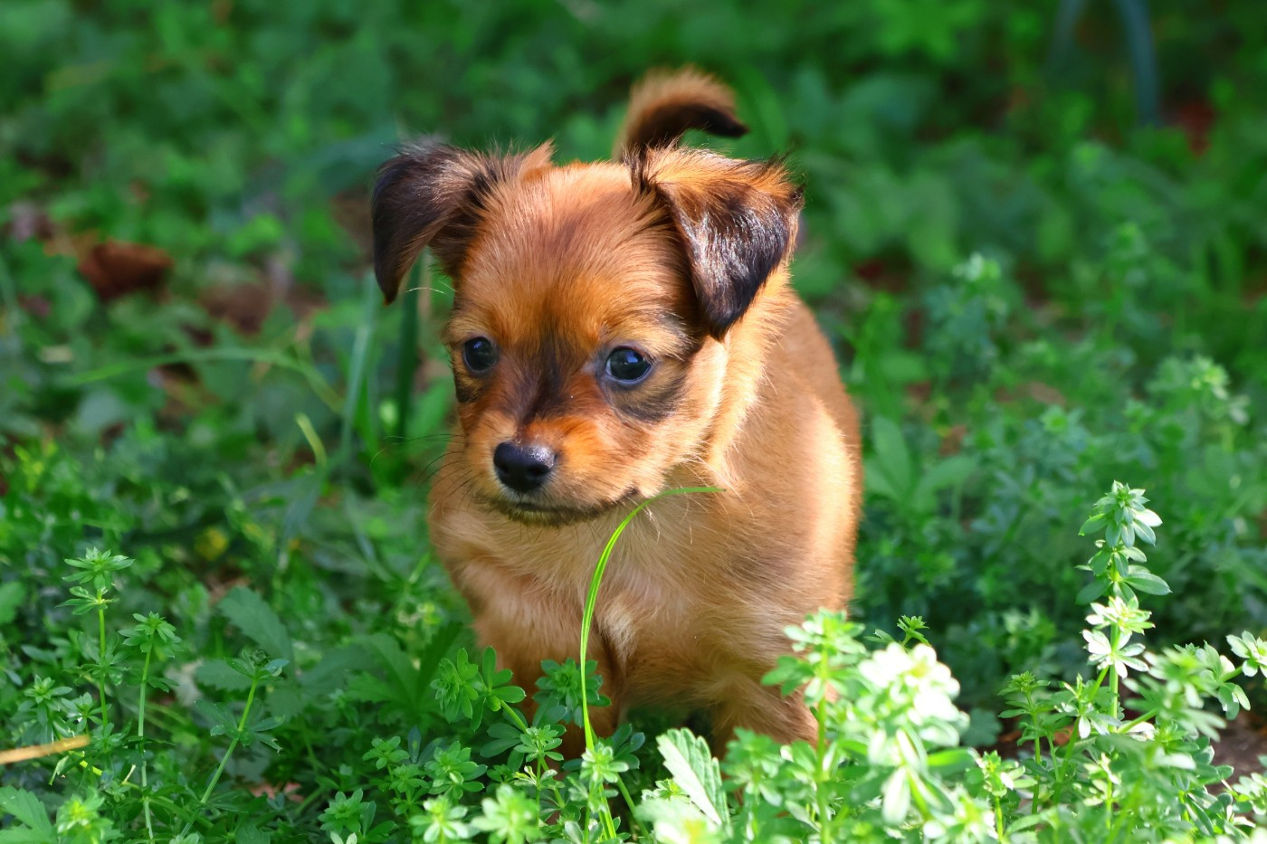 De la Nouknoukerie - Chiots disponibles - Russkiy Toy (Petit Chien Russe)