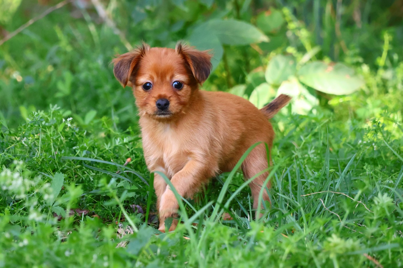 De la Nouknoukerie - Chiots disponibles - Russkiy Toy (Petit Chien Russe)