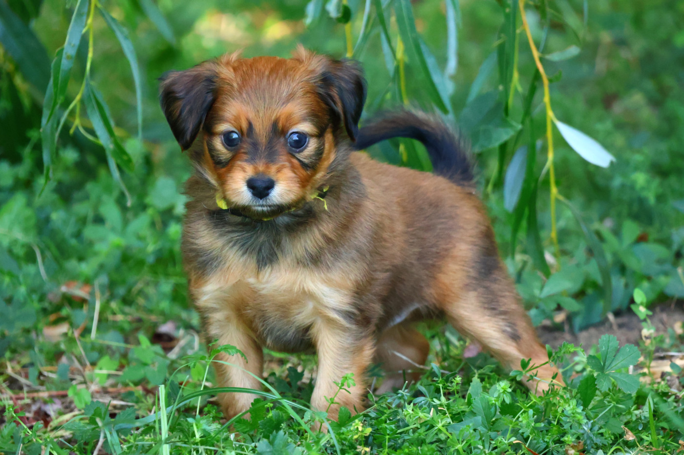 De la Nouknoukerie - Chiots disponibles - Russkiy Toy (Petit Chien Russe)