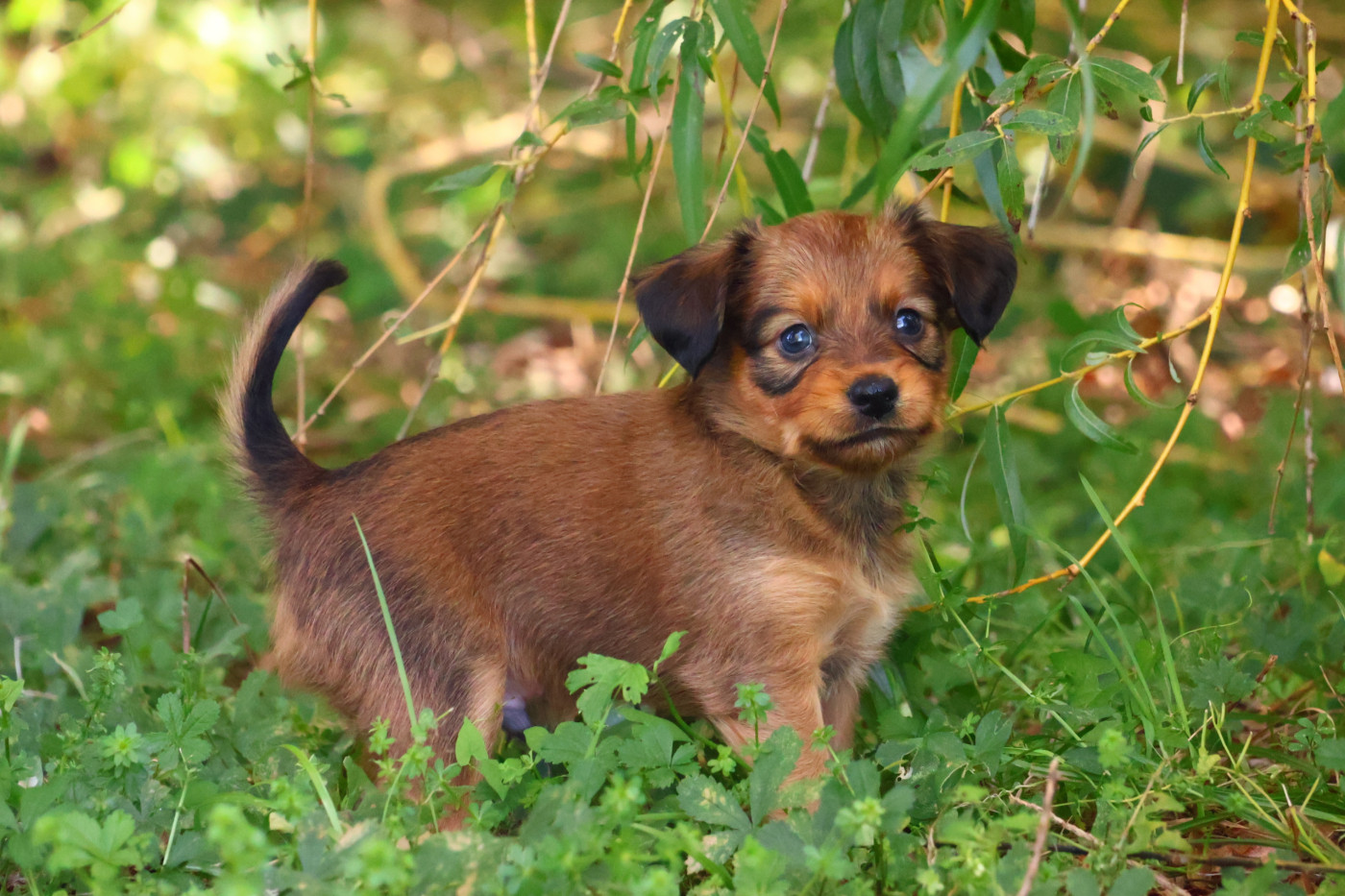 De la Nouknoukerie - Chiots disponibles - Russkiy Toy (Petit Chien Russe)