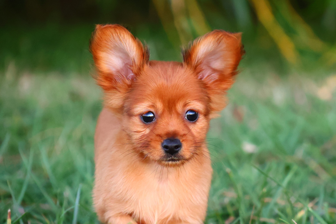 De la Nouknoukerie - Chiots disponibles - Russkiy Toy (Petit Chien Russe)
