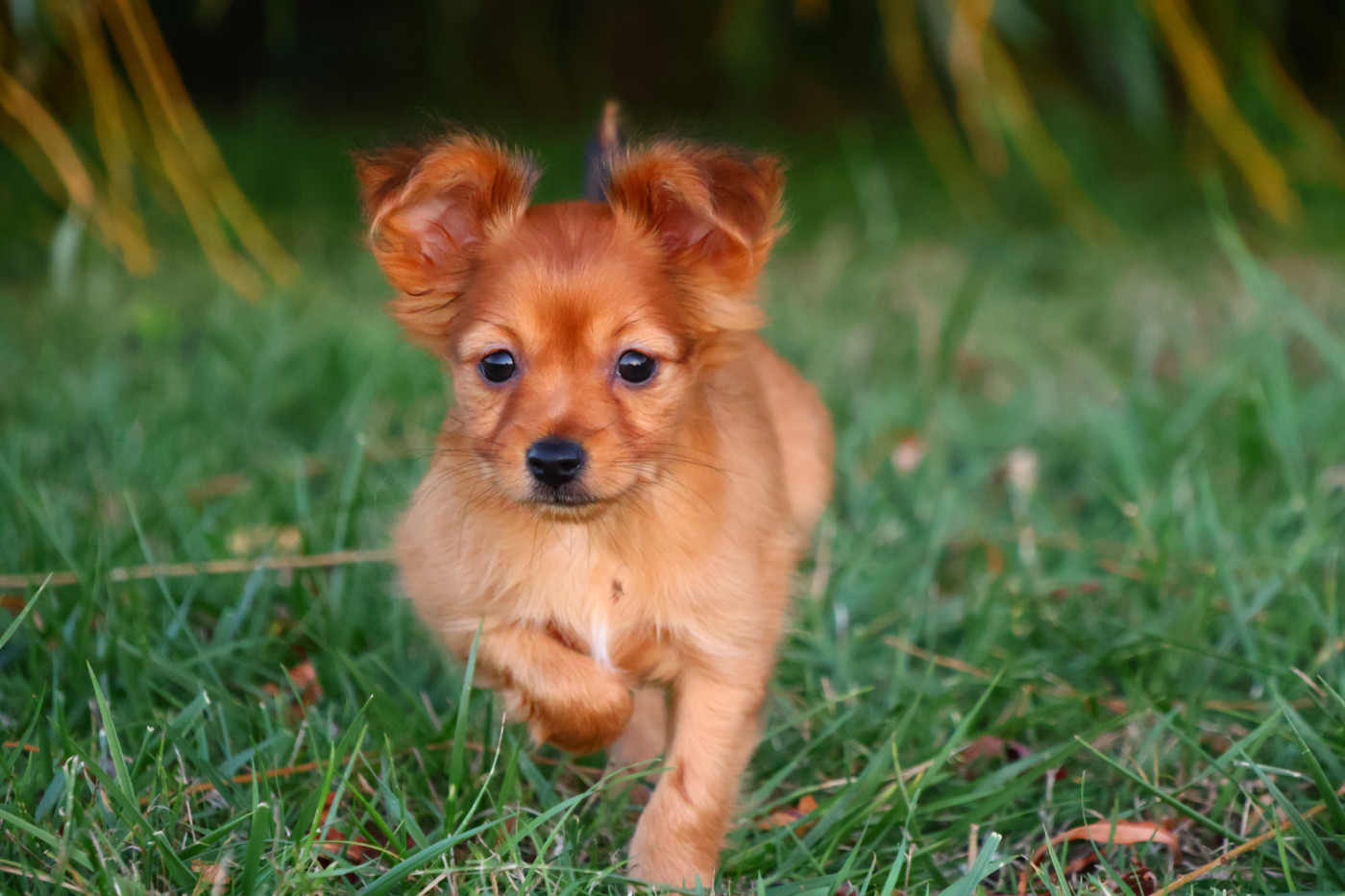 De la Nouknoukerie - Chiots disponibles - Russkiy Toy (Petit Chien Russe)