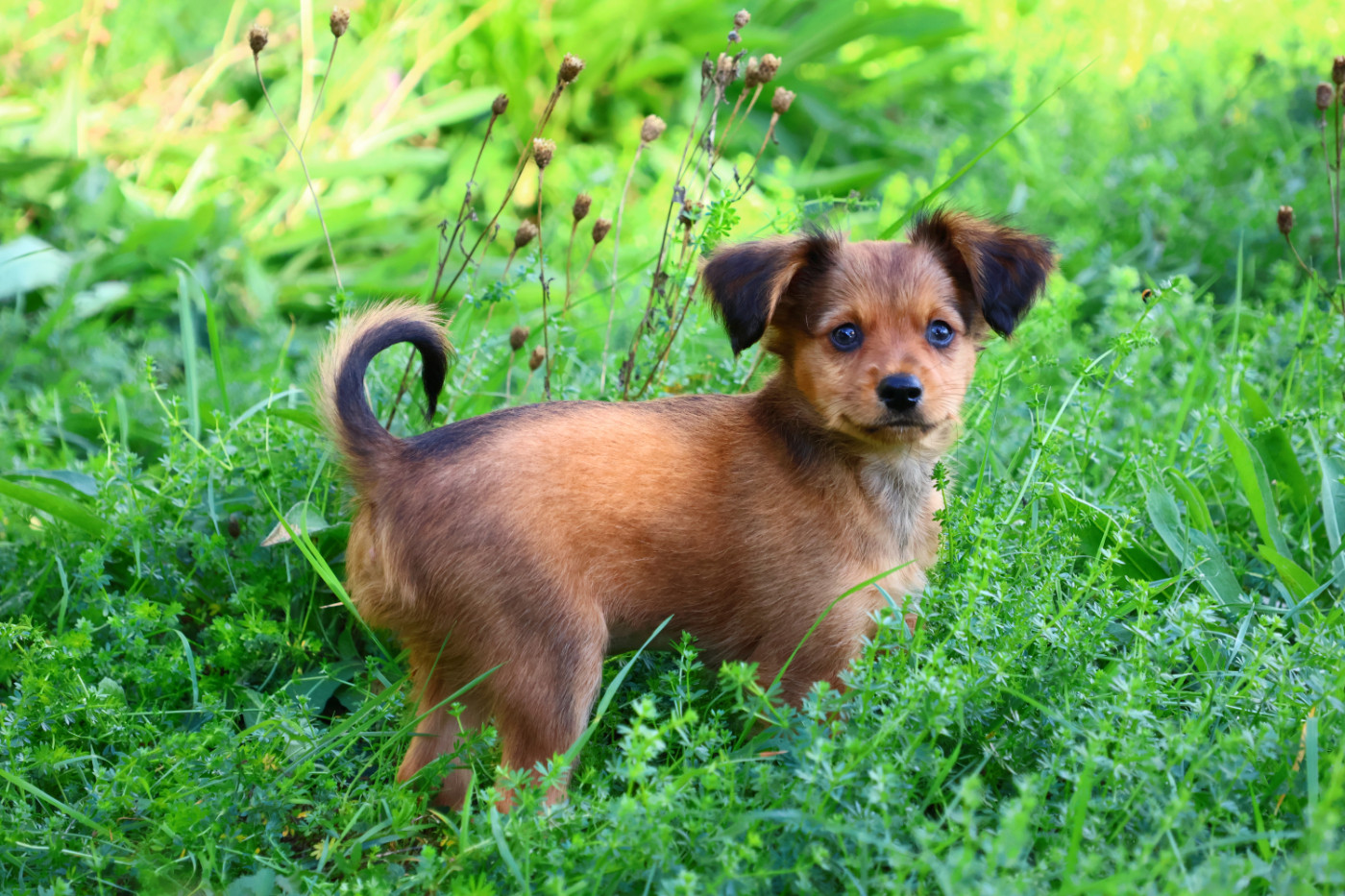 De la Nouknoukerie - Chiots disponibles - Russkiy Toy (Petit Chien Russe)