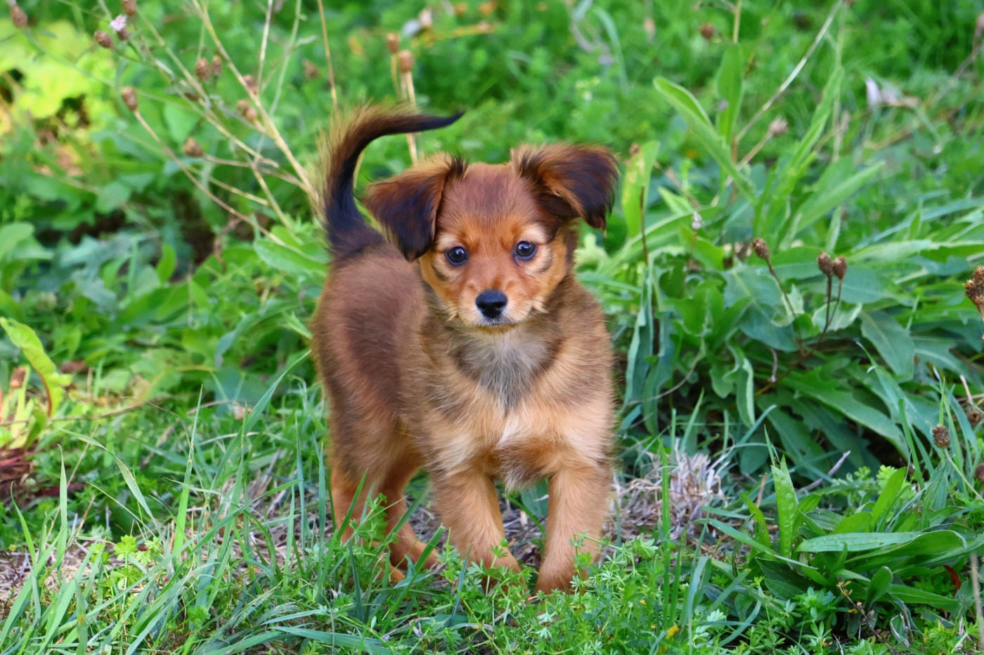 De la Nouknoukerie - Chiots disponibles - Russkiy Toy (Petit Chien Russe)