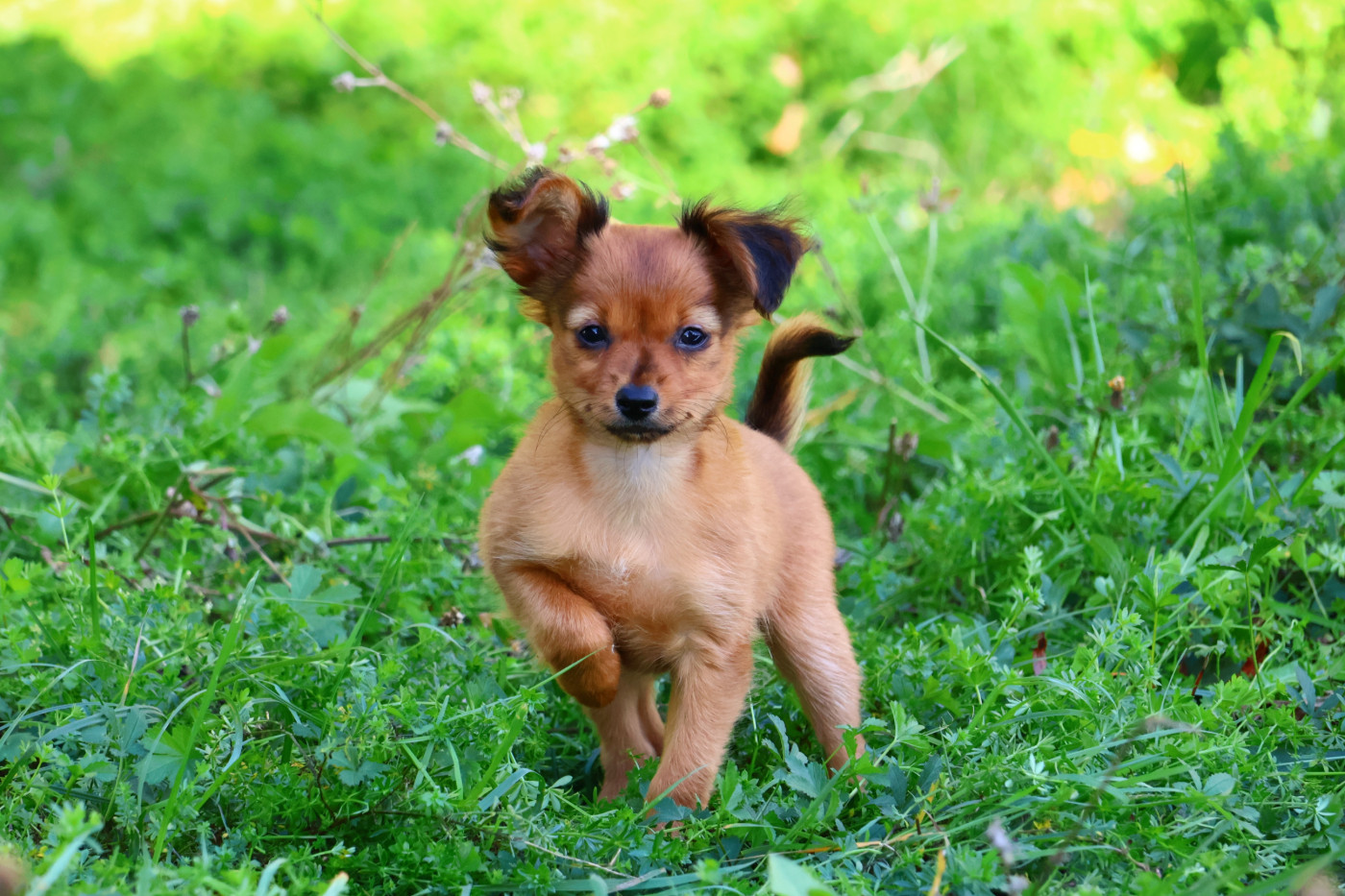 De la Nouknoukerie - Chiots disponibles - Russkiy Toy (Petit Chien Russe)