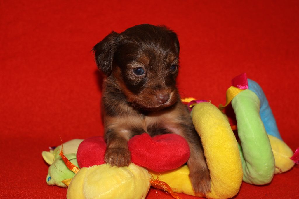 De la Nouknoukerie - Chiots disponibles - Russkiy Toy (Petit Chien Russe)