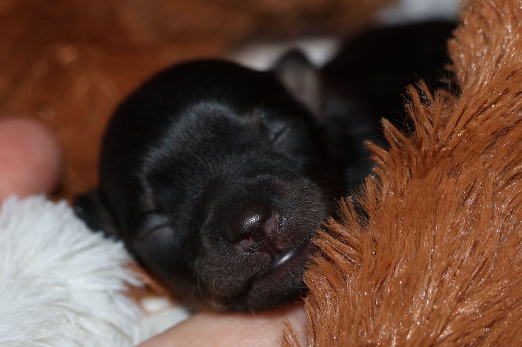De la Nouknoukerie - Chiots disponibles - Russkiy Toy (Petit Chien Russe)