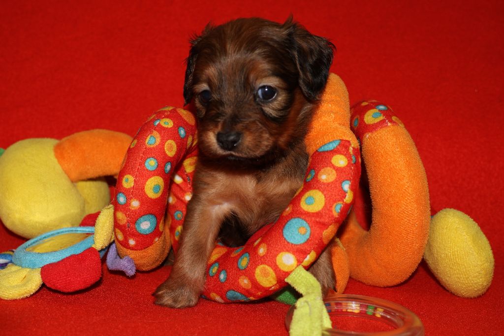 De la Nouknoukerie - Chiots disponibles - Russkiy Toy (Petit Chien Russe)