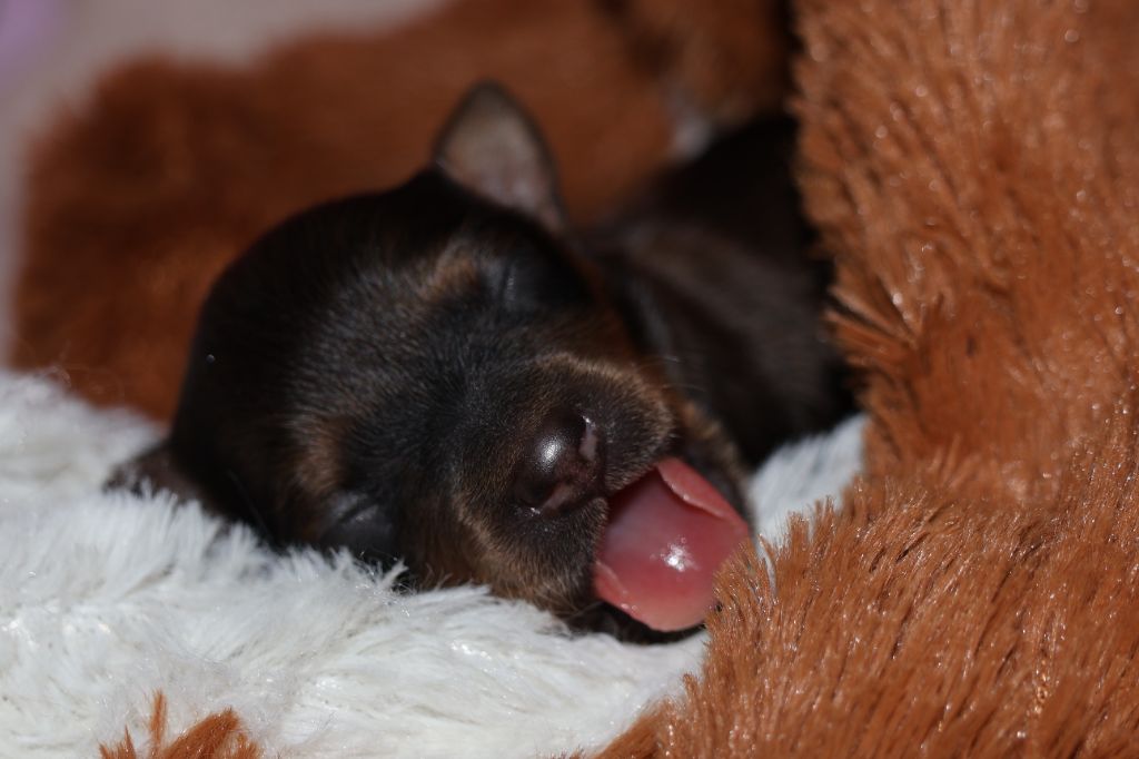 Chiot Russkiy Toy (Petit Chien Russe) De la Nouknoukerie