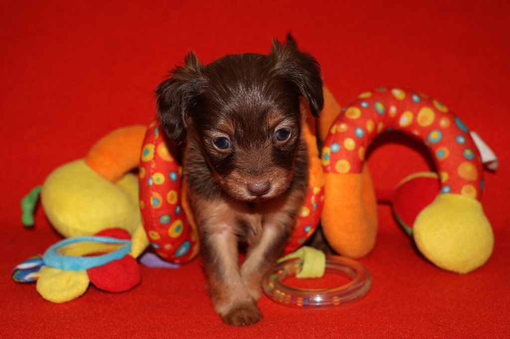 De la Nouknoukerie - Chiots disponibles - Russkiy Toy (Petit Chien Russe)