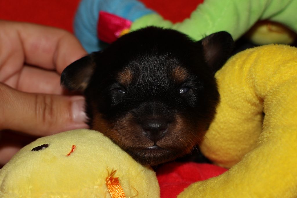 De la Nouknoukerie - Chiots disponibles - Russkiy Toy (Petit Chien Russe)