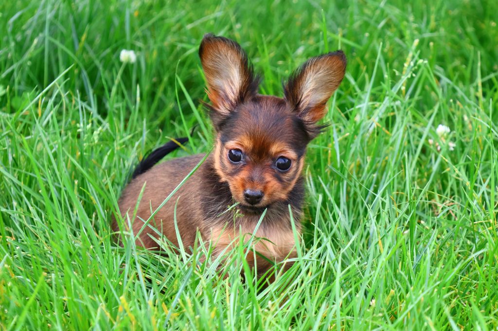 De la Nouknoukerie - Chiots disponibles - Russkiy Toy (Petit Chien Russe)