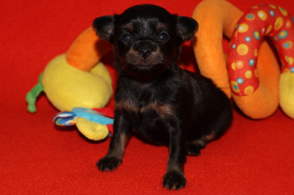 De la Nouknoukerie - Chiots disponibles - Russkiy Toy (Petit Chien Russe)
