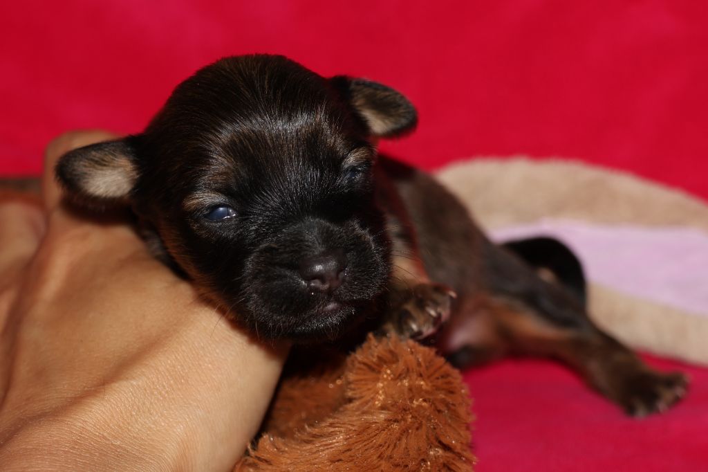 De la Nouknoukerie - Chiots disponibles - Russkiy Toy (Petit Chien Russe)