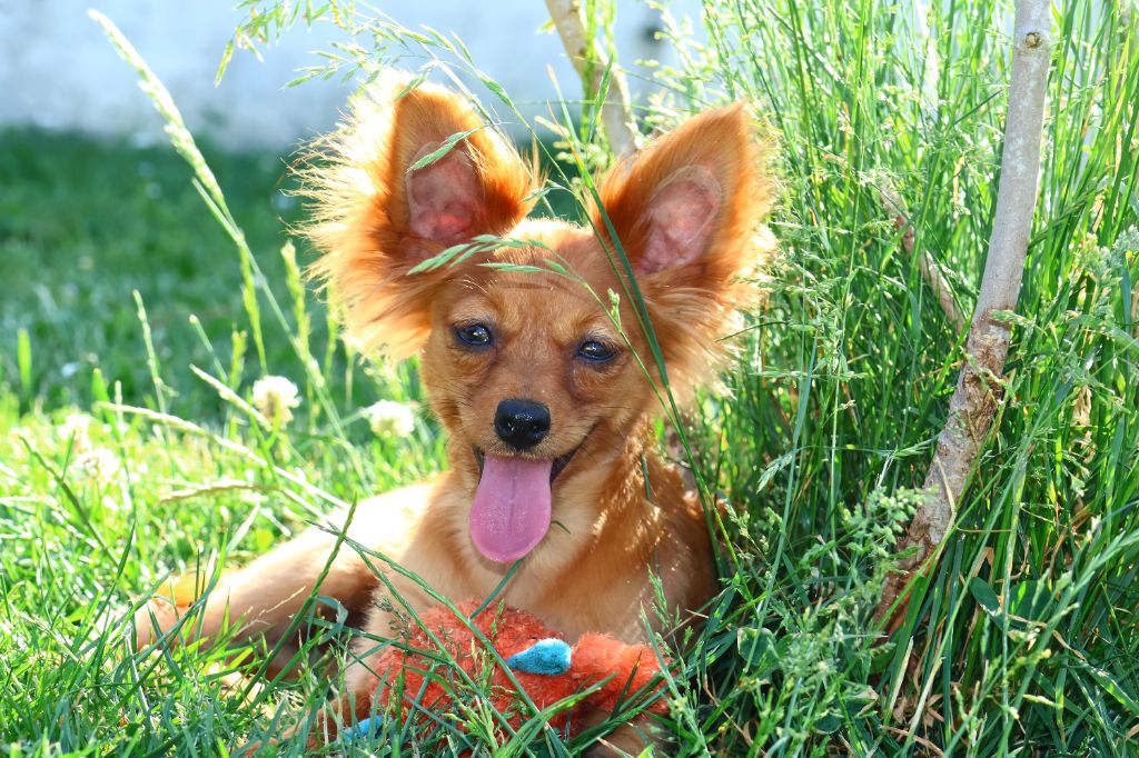 De la Nouknoukerie - Chiots disponibles - Russkiy Toy (Petit Chien Russe)