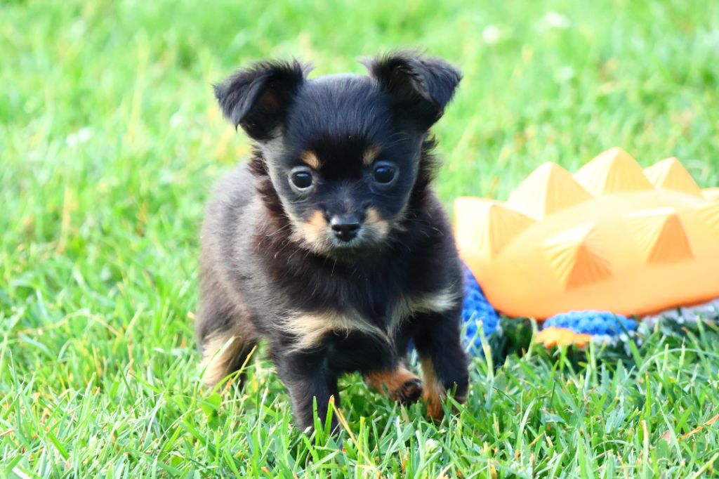 De la Nouknoukerie - Chiots disponibles - Russkiy Toy (Petit Chien Russe)
