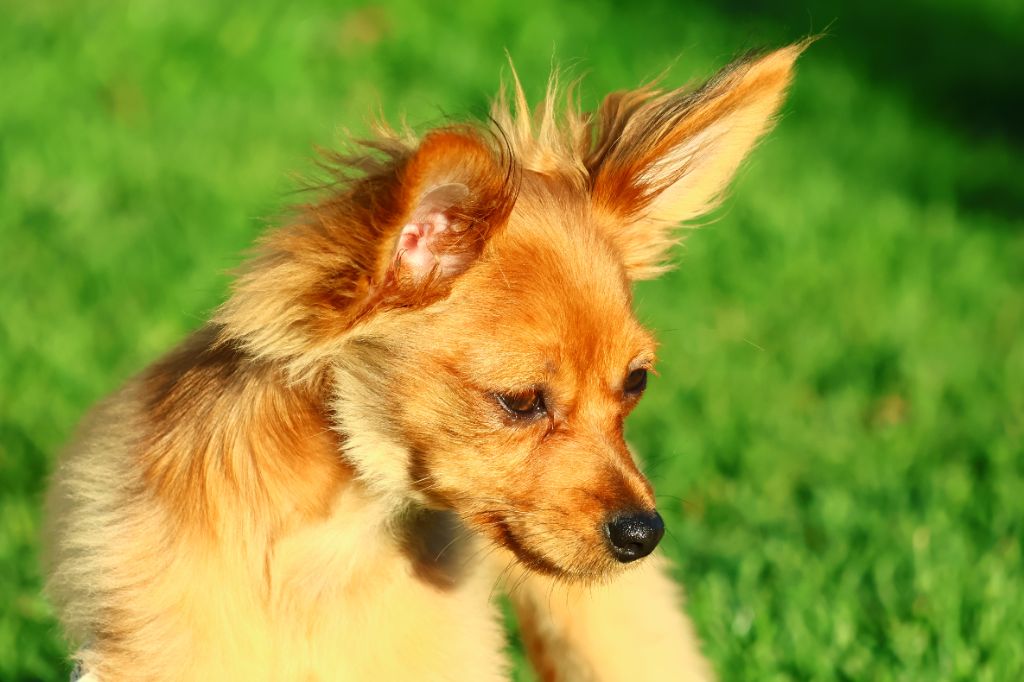 De la Nouknoukerie - Chiots disponibles - Russkiy Toy (Petit Chien Russe)