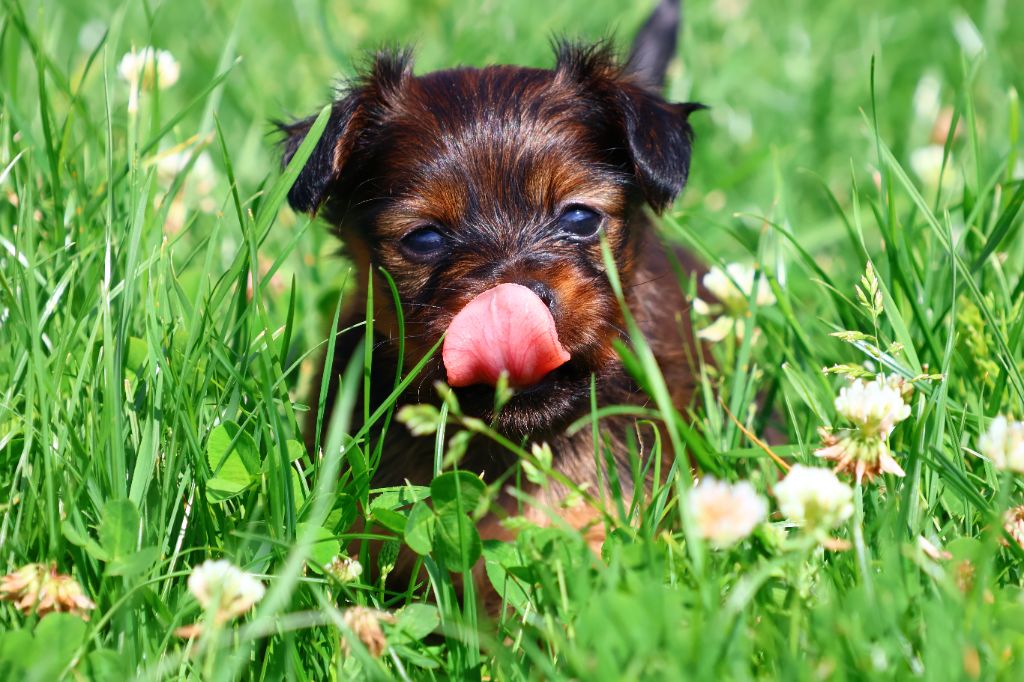 De la Nouknoukerie - Chiots disponibles - Russkiy Toy (Petit Chien Russe)