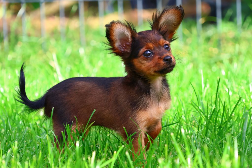 De la Nouknoukerie - Chiots disponibles - Russkiy Toy (Petit Chien Russe)