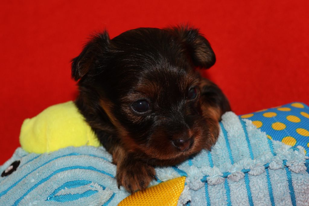De la Nouknoukerie - Chiots disponibles - Russkiy Toy (Petit Chien Russe)