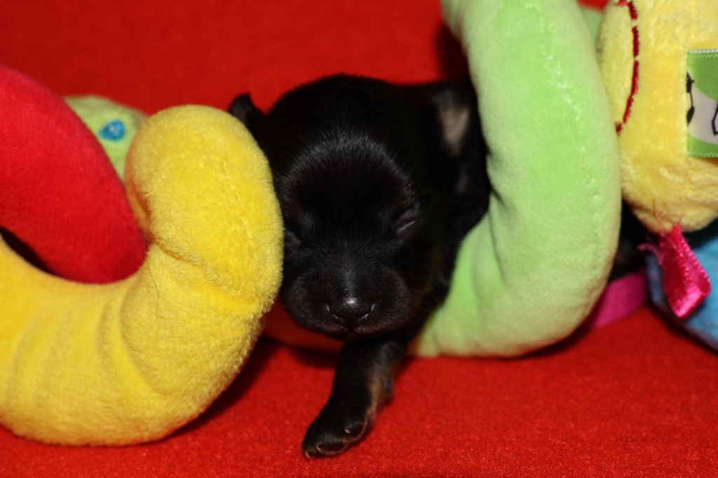 De la Nouknoukerie - Chiots disponibles - Russkiy Toy (Petit Chien Russe)