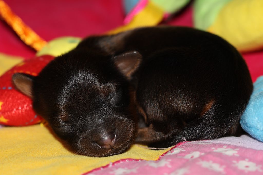De la Nouknoukerie - Chiots disponibles - Russkiy Toy (Petit Chien Russe)