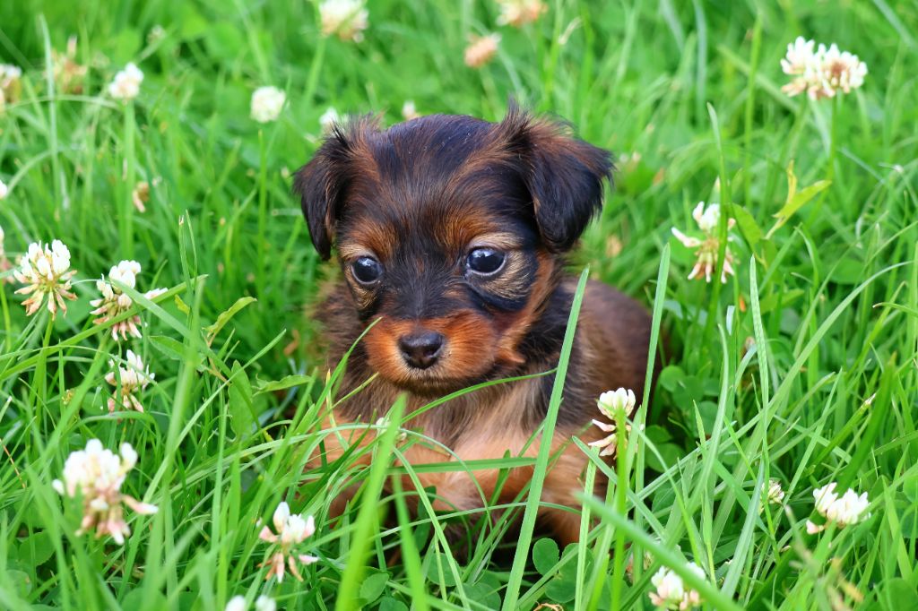 De la Nouknoukerie - Chiots disponibles - Russkiy Toy (Petit Chien Russe)