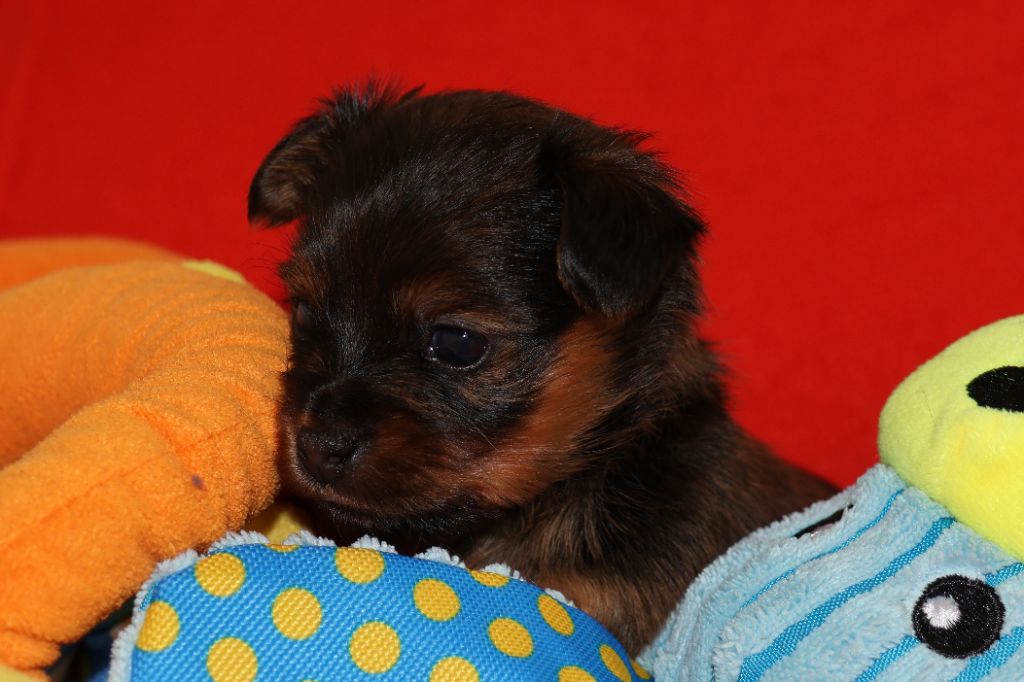De la Nouknoukerie - Chiots disponibles - Russkiy Toy (Petit Chien Russe)