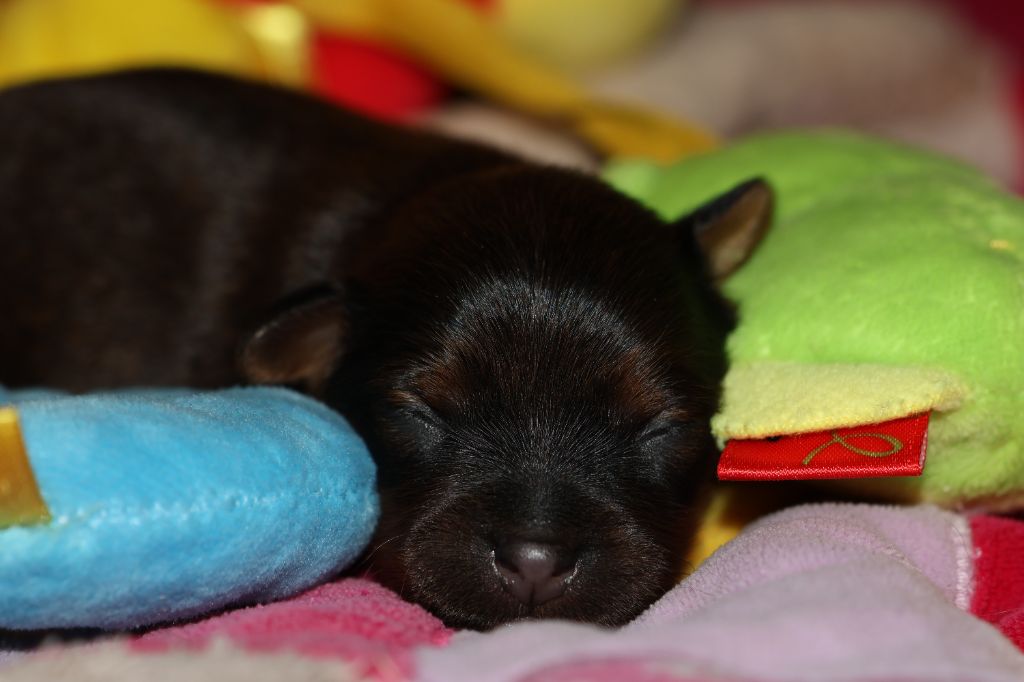 De la Nouknoukerie - Chiots disponibles - Russkiy Toy (Petit Chien Russe)