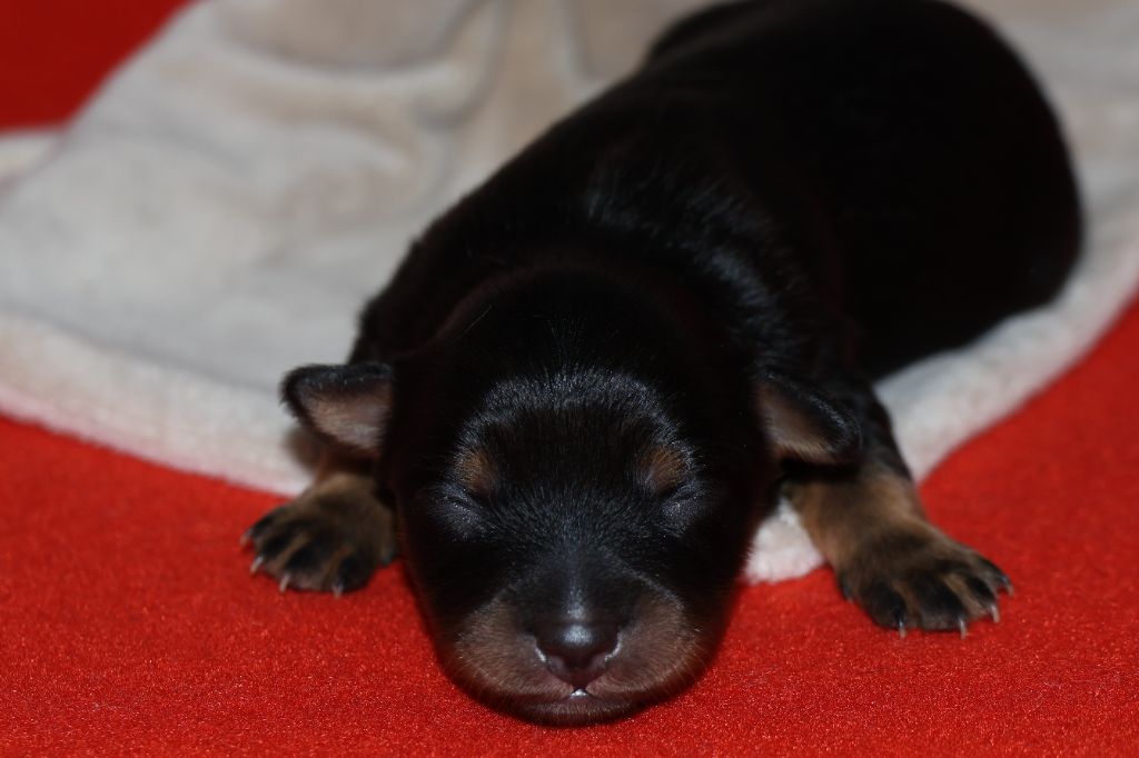 De la Nouknoukerie - Chiots disponibles - Russkiy Toy (Petit Chien Russe)