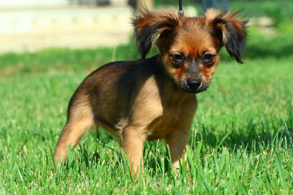 De la Nouknoukerie - Chiots disponibles - Russkiy Toy (Petit Chien Russe)