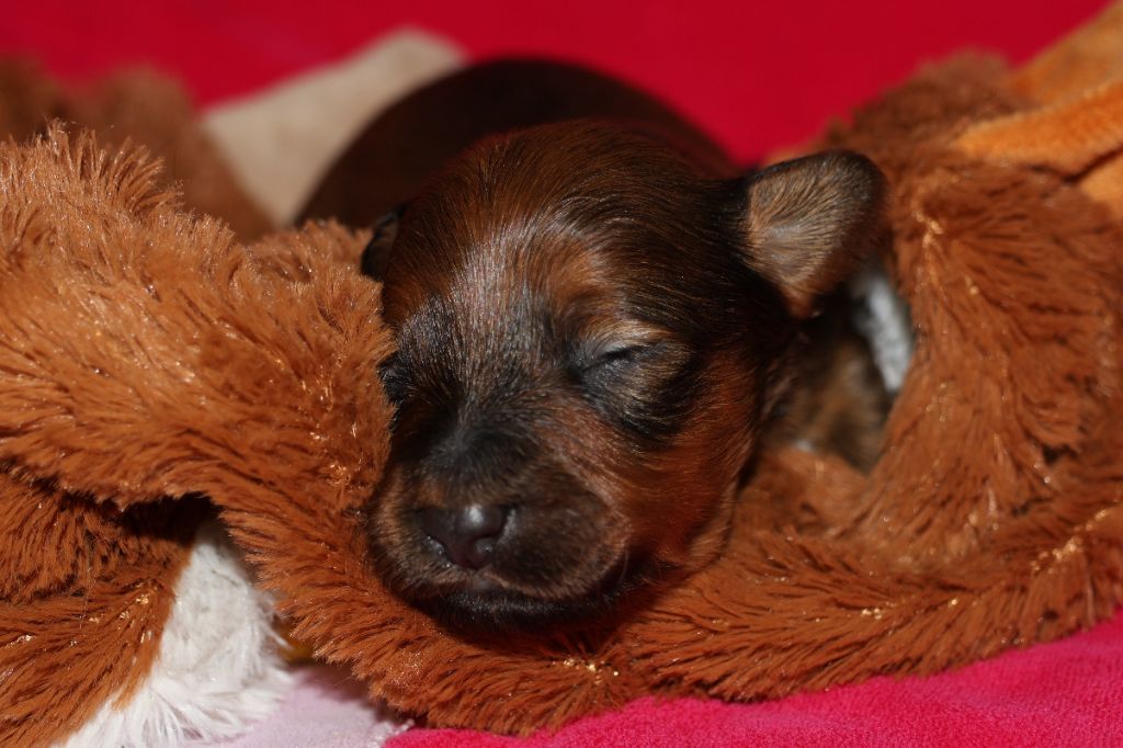 De la Nouknoukerie - Chiots disponibles - Russkiy Toy (Petit Chien Russe)
