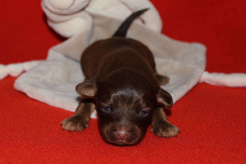 De la Nouknoukerie - Chiots disponibles - Russkiy Toy (Petit Chien Russe)