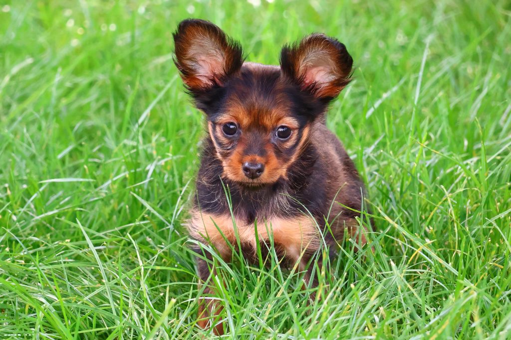 De la Nouknoukerie - Russkiy Toy (Petit Chien Russe) - Portée née le 04/07/2025