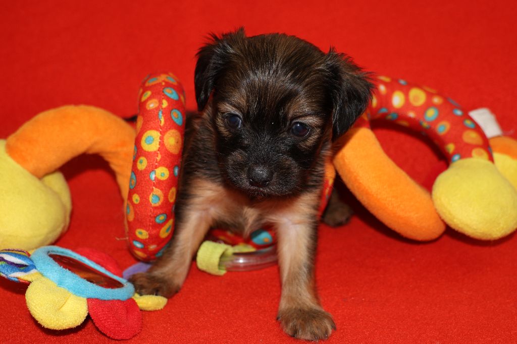 De la Nouknoukerie - Chiots disponibles - Russkiy Toy (Petit Chien Russe)