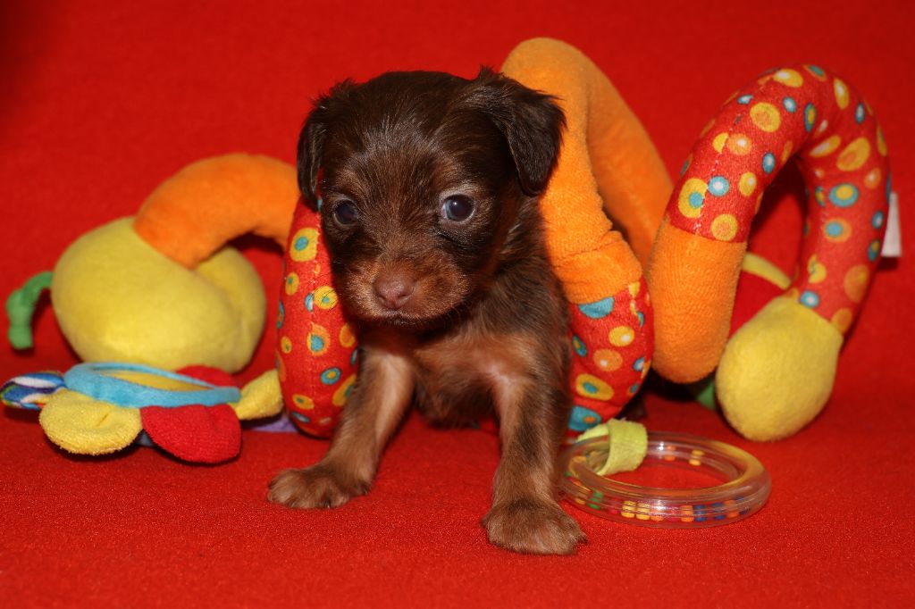 De la Nouknoukerie - Chiots disponibles - Russkiy Toy (Petit Chien Russe)
