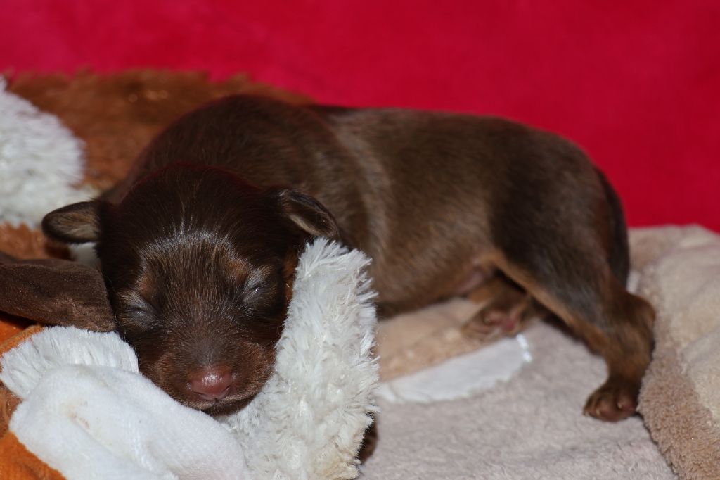De la Nouknoukerie - Chiots disponibles - Russkiy Toy (Petit Chien Russe)