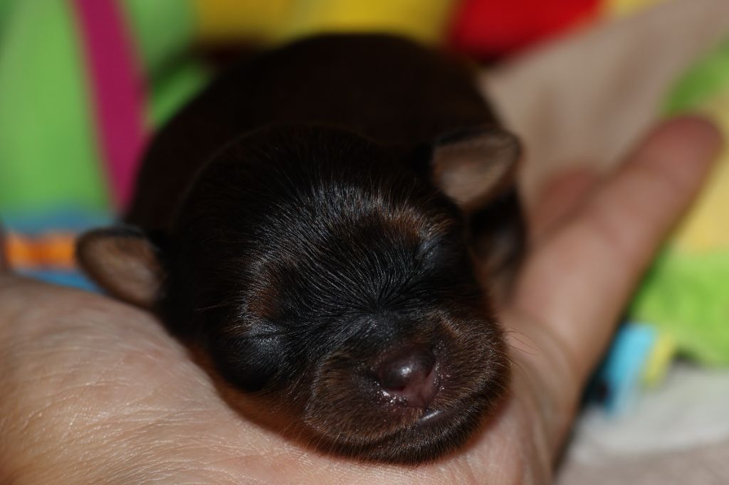 De la Nouknoukerie - Chiots disponibles - Russkiy Toy (Petit Chien Russe)